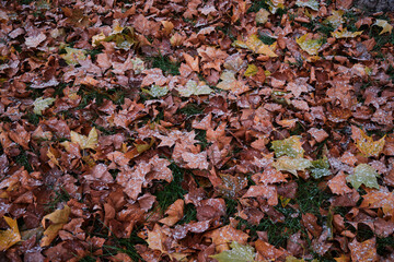 Winter leaves with snow on them on green grass. Orange and yellow leaves on gree grass. Fall leaves.