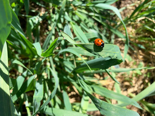 Fototapeta premium Ladybug resting