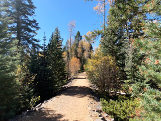 Beautiful fall aspen trees in the mountains.