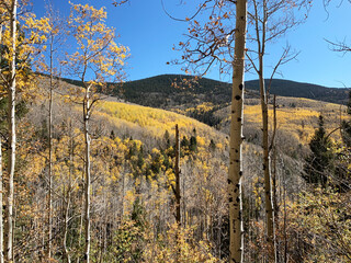 Beautiful fall aspen trees in the mountains.