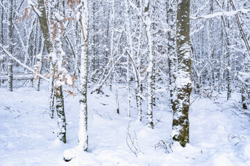 Snow-covered trees in the Taunus forest near Bad Schwalbach/Germany