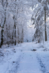 Snow-covered trees in the Taunus forest near Bad Schwalbach/Germany