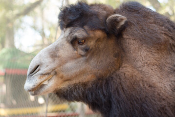 Camel close-up in the zoo
