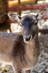 Naklejka na ściany i meble Young deer in the zoo close-up