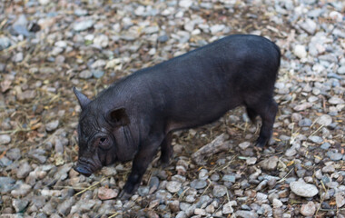 Small black pig in a paddock
