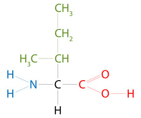 The structure of Isoleucine. Isoleucine is  an amino acid that has a hydrocarbon side chain with a branch.