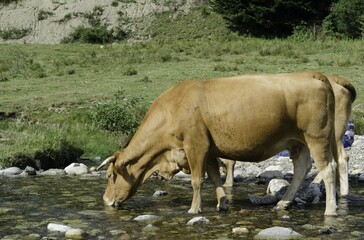  une vache des montagnes accompagnés des mouches qui boit