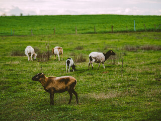 Naklejka na ściany i meble Eine kleine Herde Schafe grast auf der Weide
