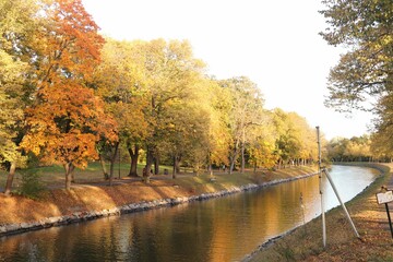 Vertical shot of a river surrounded by trees with yellow leaves in autumn
