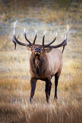 Bull Elk
