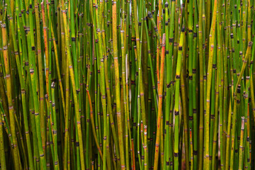 Bamboo grass stalk plants stems growing in dense forest like grove as a relaxing and peaceful green background