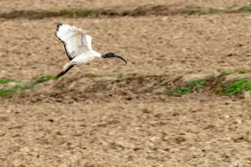 ibis sacro in volo
