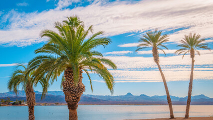 Palm trees and dramatic cumulous cloudscape at Havasu Lake beach in Havasu City, Arizona