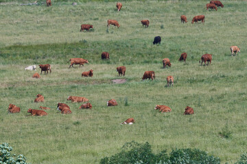 Kuhherde auf einer Weide