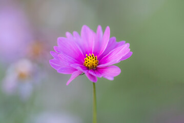 Obraz premium コスモス