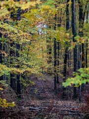 Herbstwald