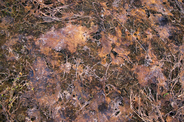 Fungi Dry Moss or Old fallen leaves texture  may be used as a background wallpaper