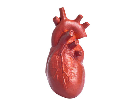Anatomical heart figurine close-up isolated