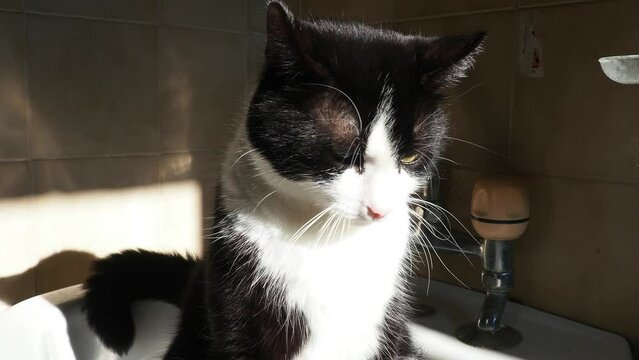 A black-and-white cat with yellow-green eyes and a long white mustache and eyebrows sits in a sink, looks into the camera, squints his eyes, lowers his head down. The pet is basking in the sun.