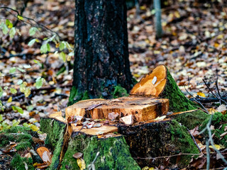 Gefällte Bäume im Wald