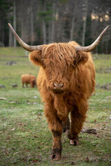 Highland cows grazing 