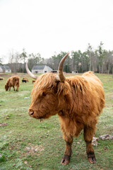Highland cows grazing 