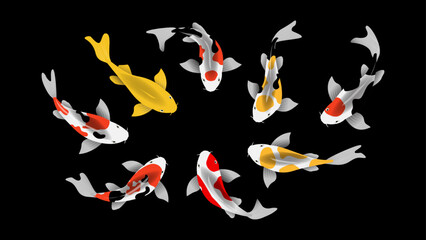 Illustration of Koi fish on black