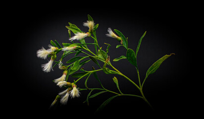 Groundsel Tree, Sea Myrtle or Salt Bush - Baccharis halimifolia - showy fruits or flower tassels that resemble small paintbrush