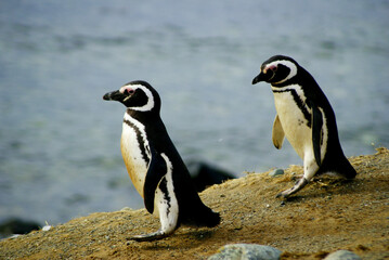 Sailing from Punta Arena to Isla Magdalena (Chile, Patagonia) you can interact with one of the...