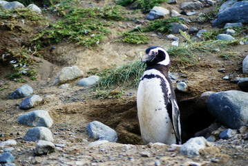 Sailing from Punta Arena to Isla Magdalena (Chile, Patagonia) you can interact with one of the...