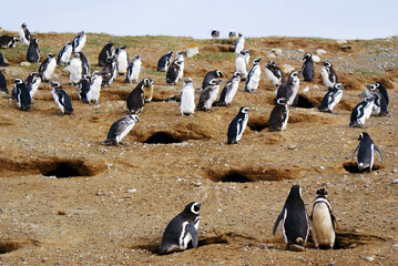 Sailing from Punta Arena to Isla Magdalena (Chile, Patagonia) you can interact with one of the...