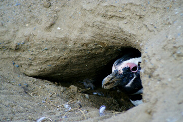 Sailing from Punta Arena to Isla Magdalena (Chile, Patagonia) you can interact with one of the largest colonies of Magellanic Penguins