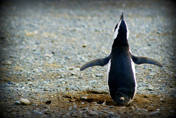 Sailing from Punta Arena to Isla Magdalena (Chile, Patagonia) you can interact with one of the...
