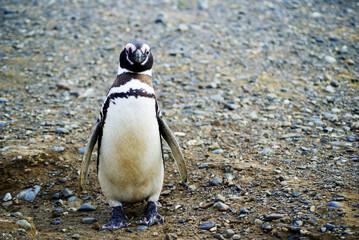 Sailing from Punta Arena to Isla Magdalena (Chile, Patagonia) you can interact with one of the largest colonies of Magellanic Penguins