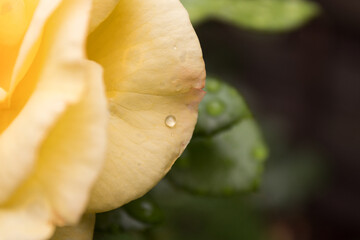 yellow prize rose in full bloom out in the green garden