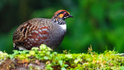 Hill partridge