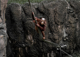 WILDLIFE NATURAL BEAUTY