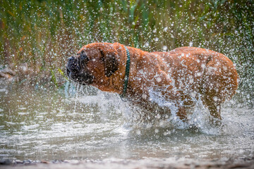 Bordeaux Great Dane running in the water