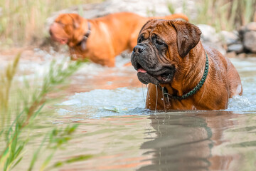 Two big dogs, Bordeaux Great Danes playing in the water