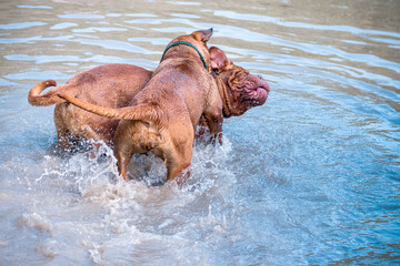Two big dogs, Bordeaux Great Danes playing in the water