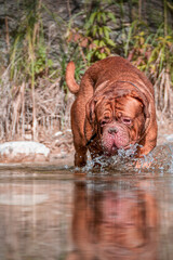 French Mastiff by the water