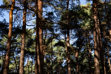 autumn woodlands