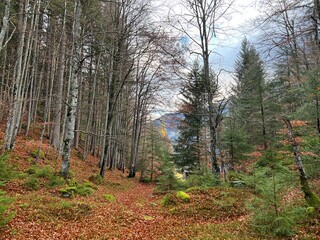 Magical late autumn colors in the mixed mountain forest at the foot of the mountains above the Taminatal river valley and in the massif of the Swiss Alps, Vättis - Canton of St. Gallen, Switzerland