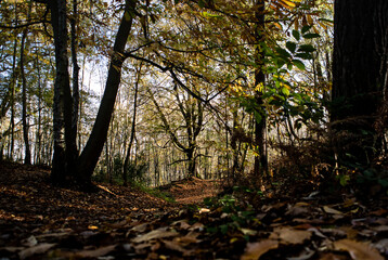 autumn woodlands