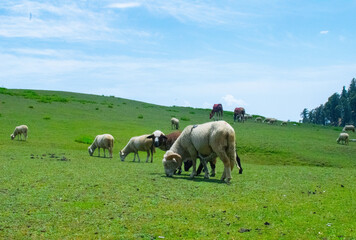 Obraz premium ships grazing in a field
