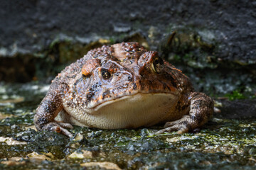 Southern Toad 01