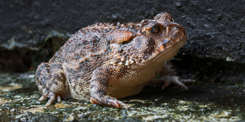 Southern Toad 02
