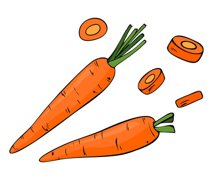 Carrot, vector illustration. Vegetable, root crop, useful plant. cartoon drawing