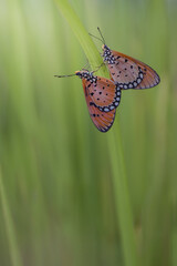 butterfly on a leaf