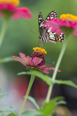 butterfly on flower